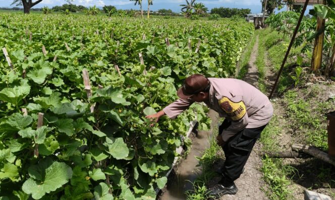 
					Polsek Wilangan melakukan pemantauan langsung terhadap lahan tanaman melon milik warga di Desa Ngadipiro, Kecamatan Wilangan (foto_doc)