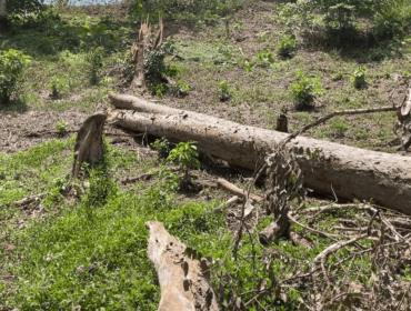 Bukti pohon hutan lindung hutan Tritik, Kecamatan Rejoso, Kabupaten Nganjuk, baru saja tumbang (foto_sukadi)