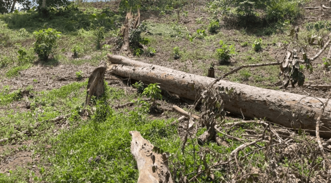 Bukti pohon hutan lindung hutan Tritik, Kecamatan Rejoso, Kabupaten Nganjuk, baru saja tumbang (foto_sukadi)