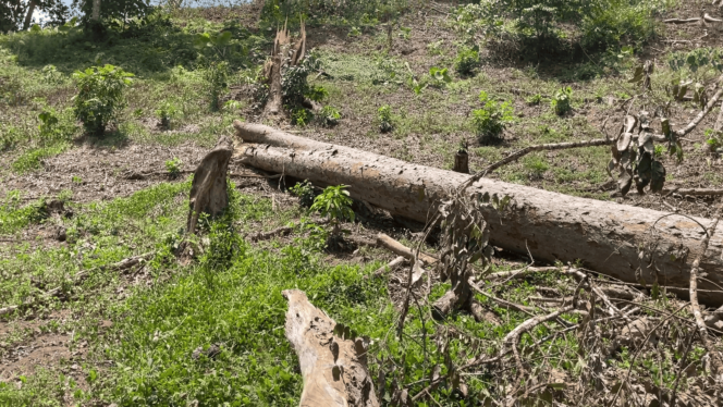 
					Bukti pohon hutan lindung hutan Tritik, Kecamatan Rejoso, Kabupaten Nganjuk, baru saja tumbang (foto_sukadi)