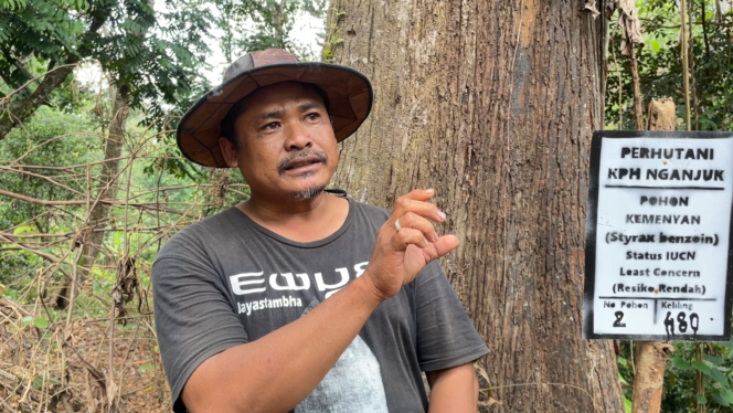 
					Suprianto, anggota Kotasejuk orang yang pertama kali menemukan  pohon langka kemenyan putih di hutan lindung Tritik (foto_sukadi)