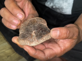 Diduga Cranium Tengkorak Manusia Purba ditemukan di hutan tritik, Rejoso Nganjuk(foto_Sukadi)