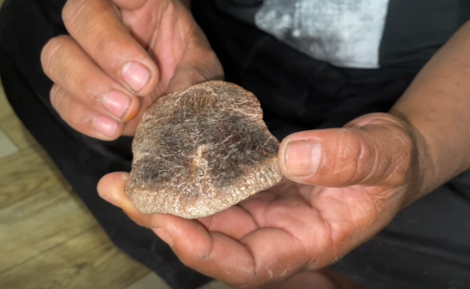 
					Diduga Cranium Tengkorak Manusia Purba ditemukan di hutan tritik, Rejoso Nganjuk(foto_Sukadi)